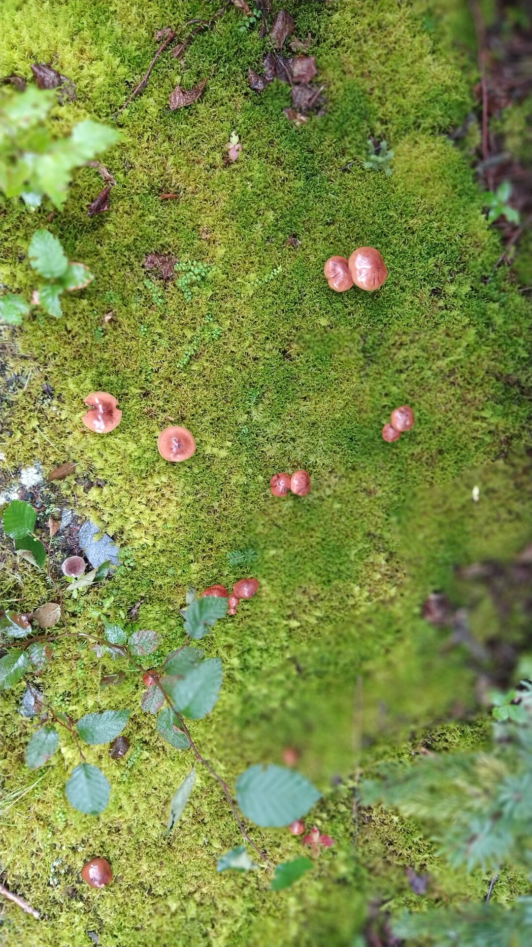 Ternuako ehundurak 13